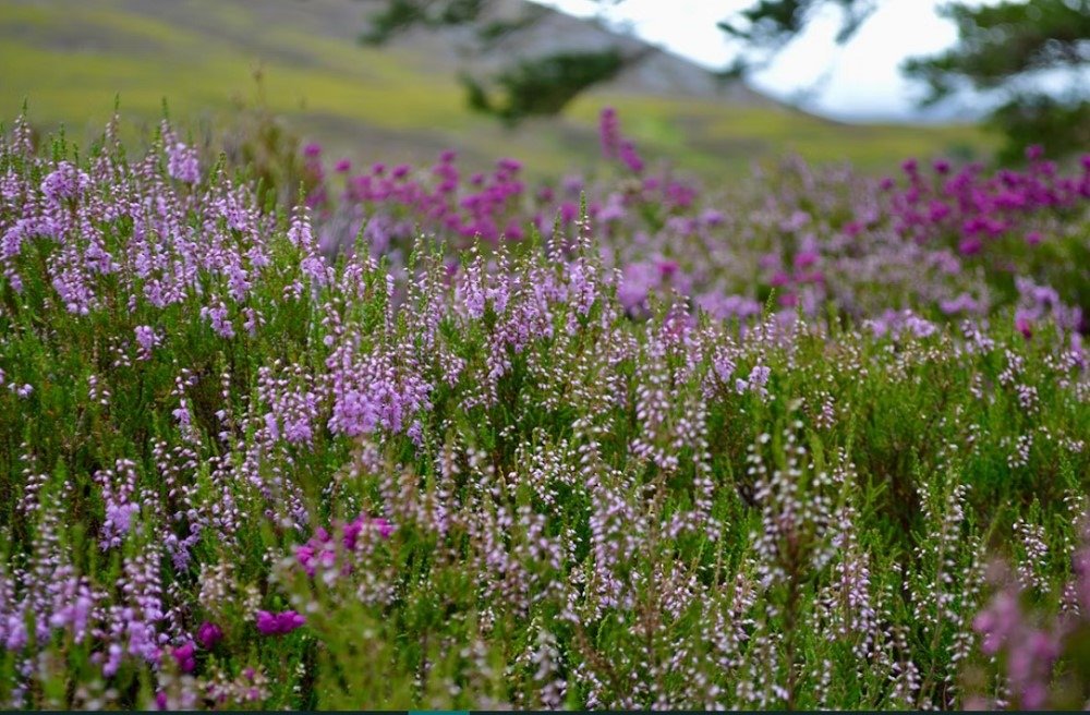 Scottish Highlands A Remote Retreat in the Wild 04